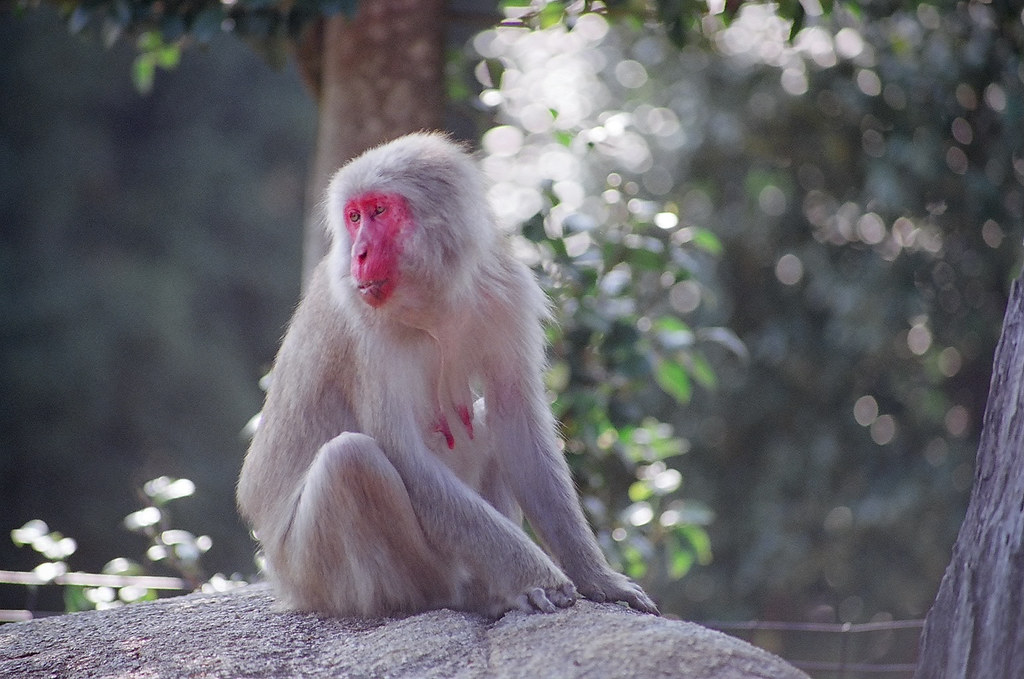 קופים במייג׳ימה